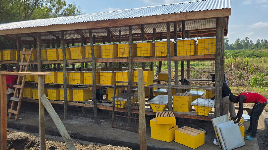 Apiary set up and Management