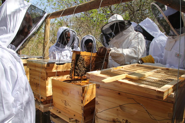 Bee Farming Training