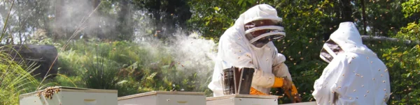 Bee Keeping training